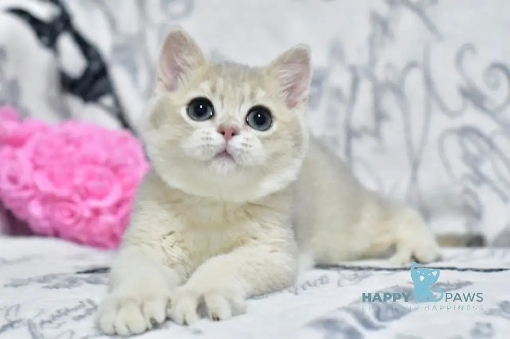 Xavier British Shorthair male blue golden shaded live animals