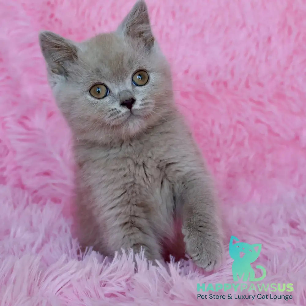 Xavier British Shorthair male lilac - live animals