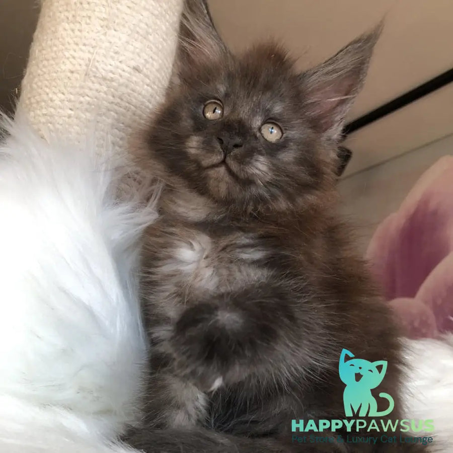 Xavier Maine Coon male black silver - live animals