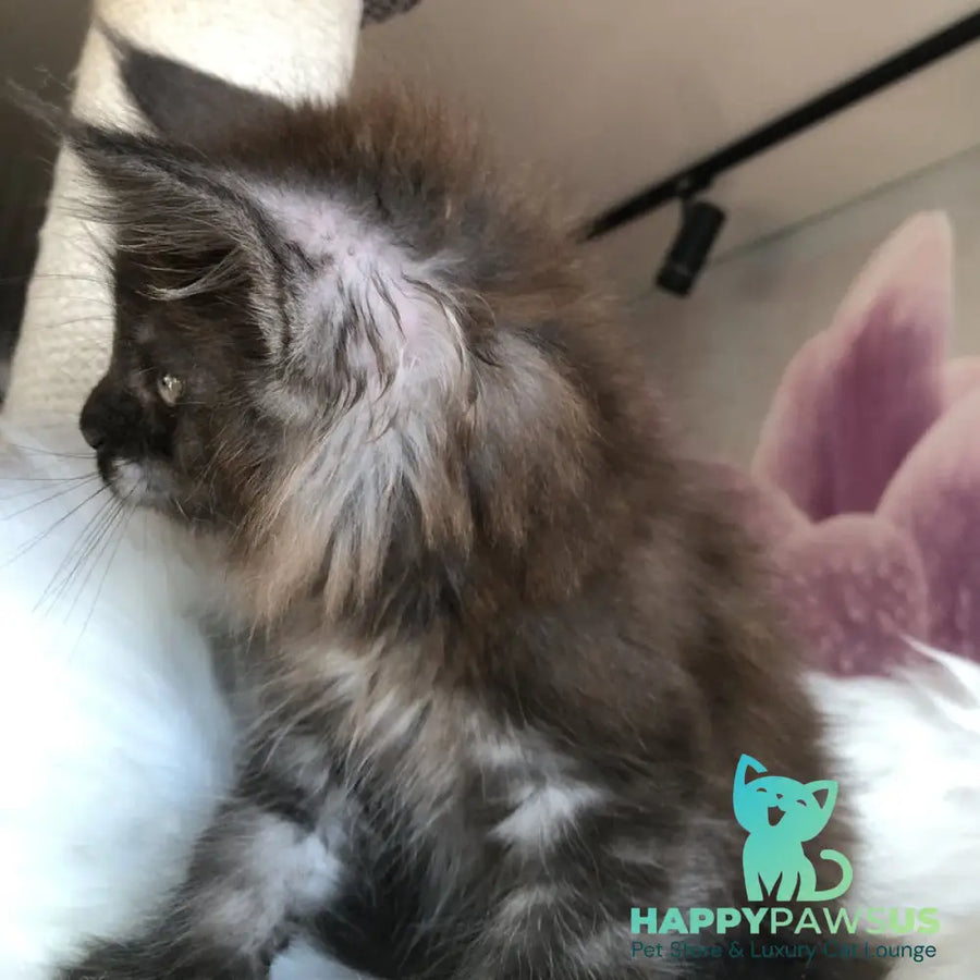 Xavier Maine Coon male black silver - live animals