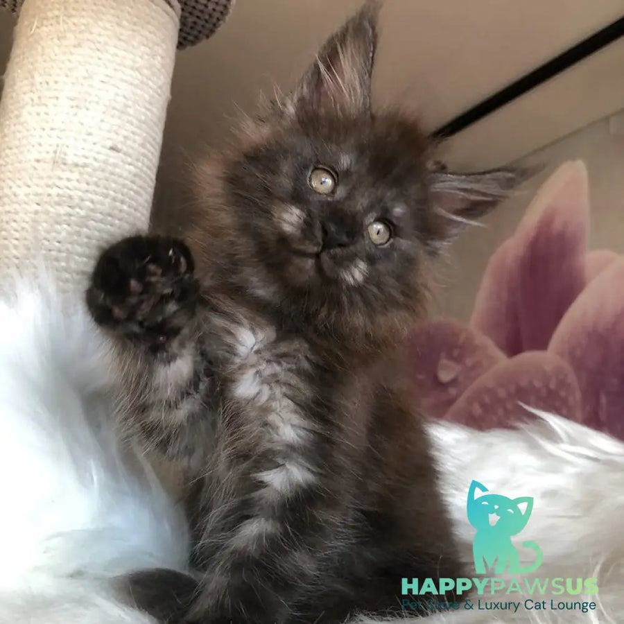 Xavier Maine Coon male black silver - live animals