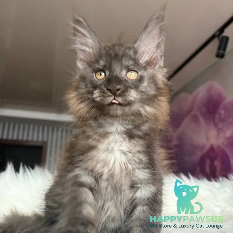 Xavier Maine Coon male black silver - live animals