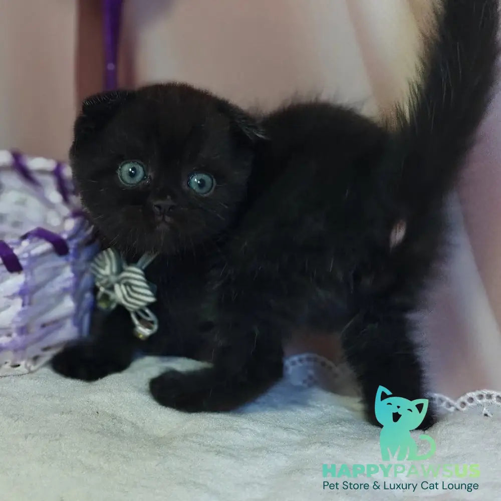 Xavier Scottish Fold male black - live animals
