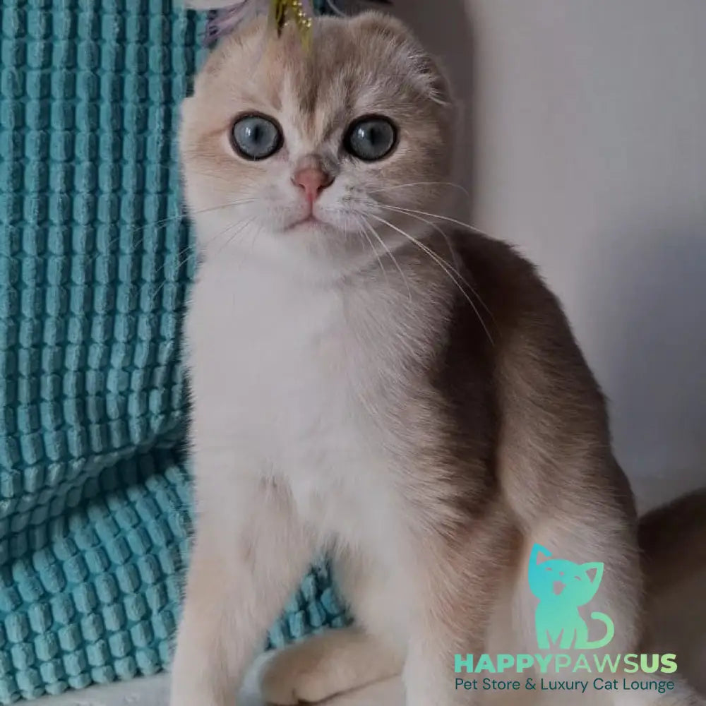 Xavier Scottish Fold male blue golden chinchilla - live animals