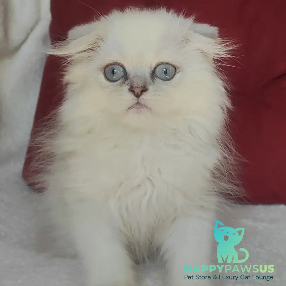 Xavier Scottish Fold male blue silver ticked tabby - live animals