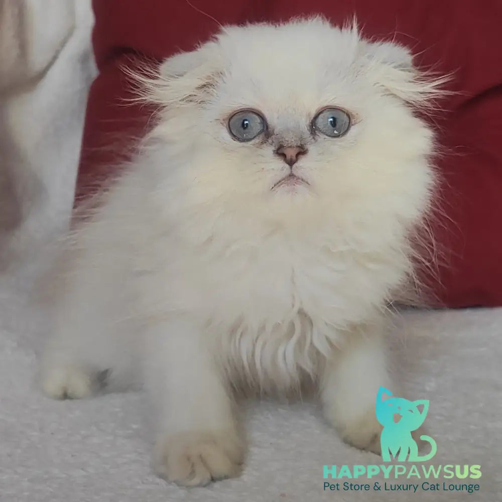 Xavier Scottish Fold male blue silver ticked tabby - live animals