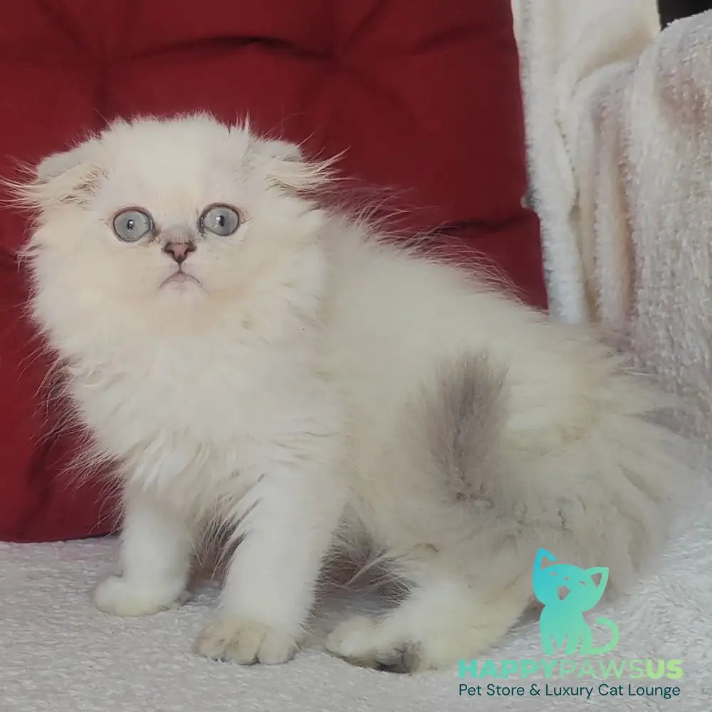 Xavier Scottish Fold male blue silver ticked tabby - live animals