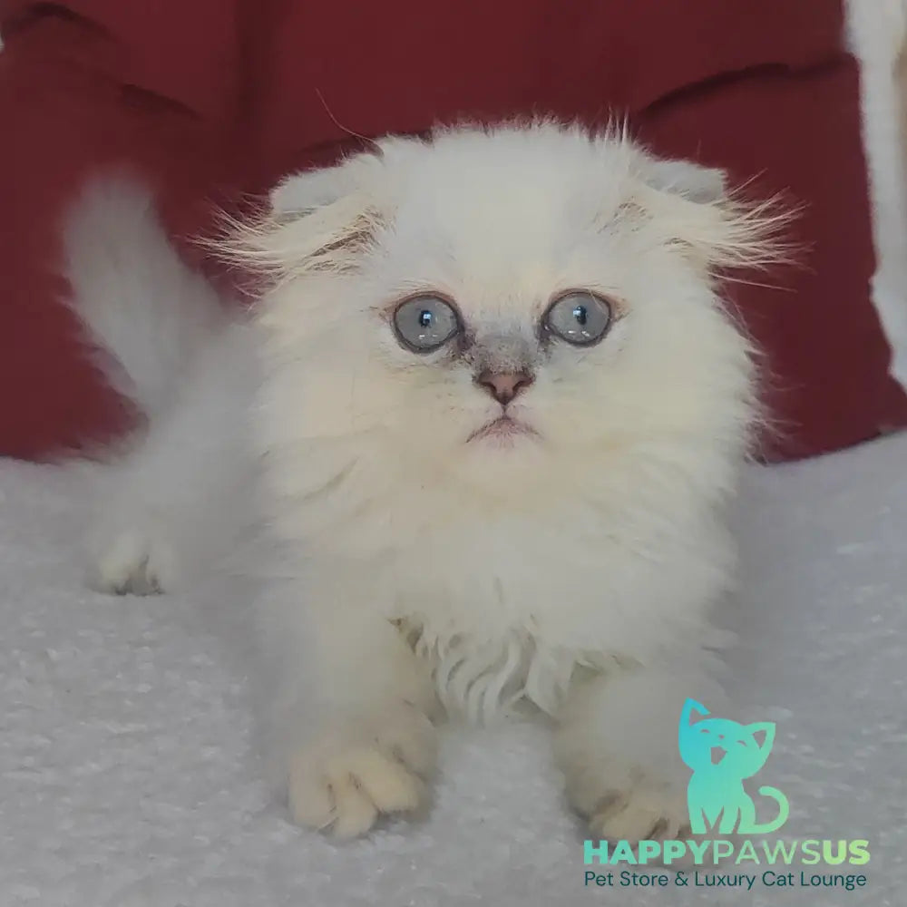 Xavier Scottish Fold male blue silver ticked tabby - live animals