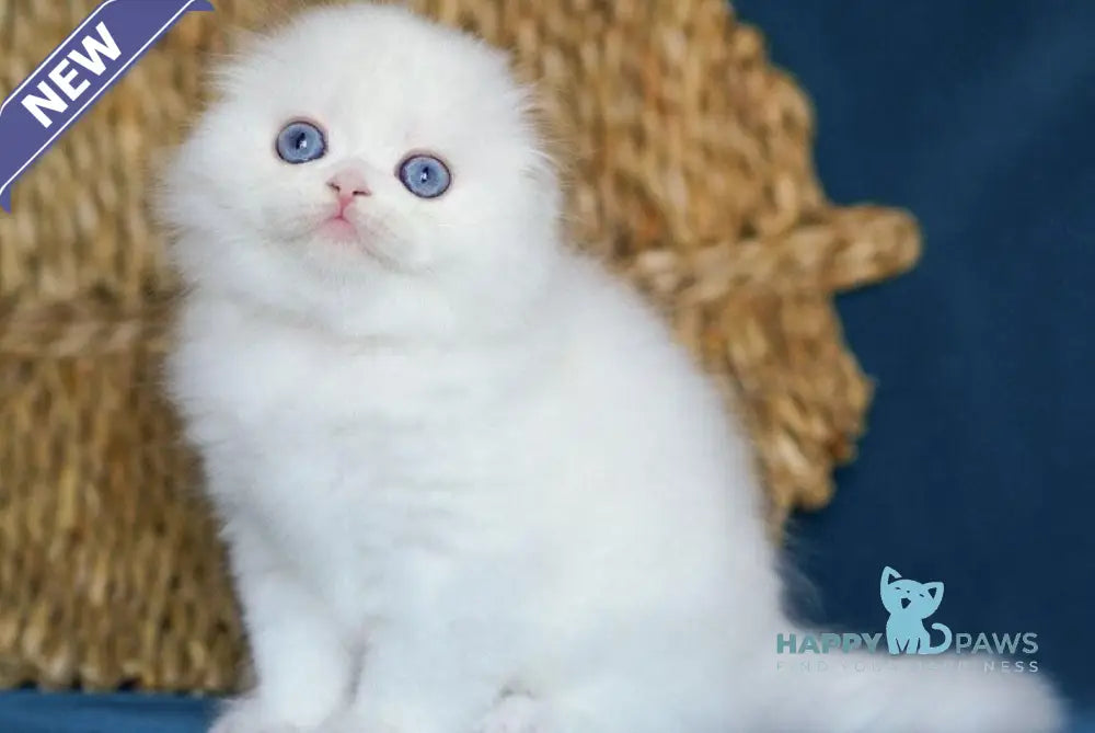 Xavier Scottish Fold male white live animals
