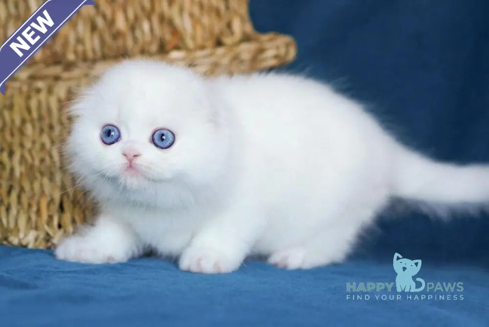 Xavier Scottish Fold male white live animals