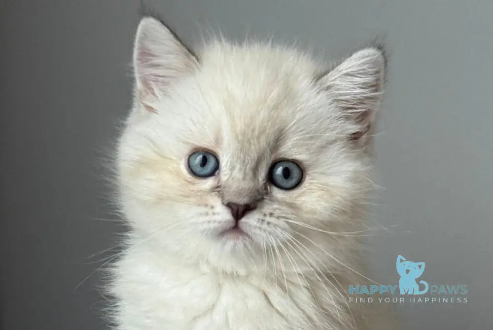 Xavier Scottish Straight male black tabby pointed live animals