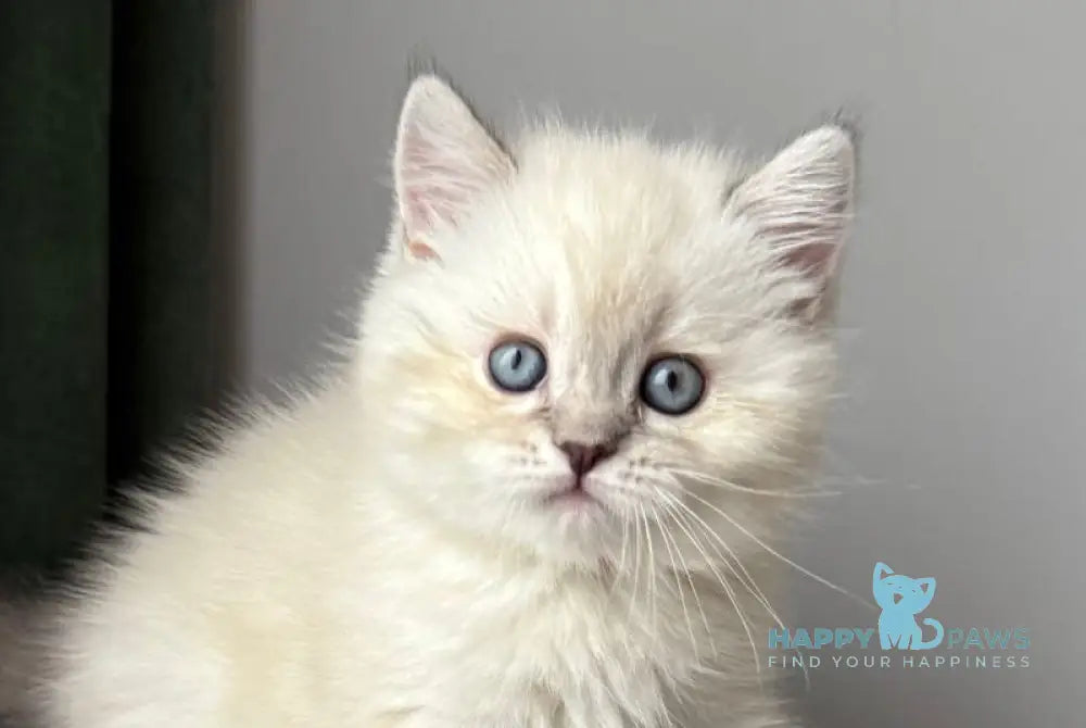 Xavier Scottish Straight male black tabby pointed live animals