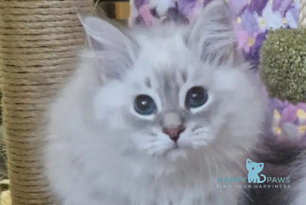 Xavier Siberian male blue tabby pointed live animals