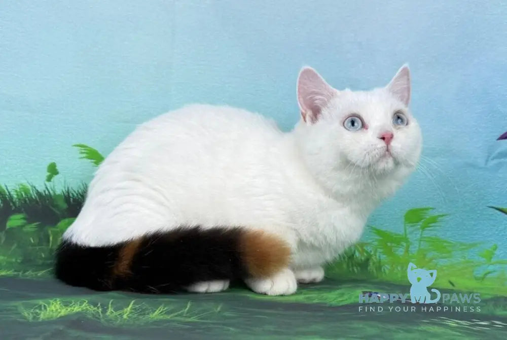 Xaviya Munchkin female black tortie van live animals