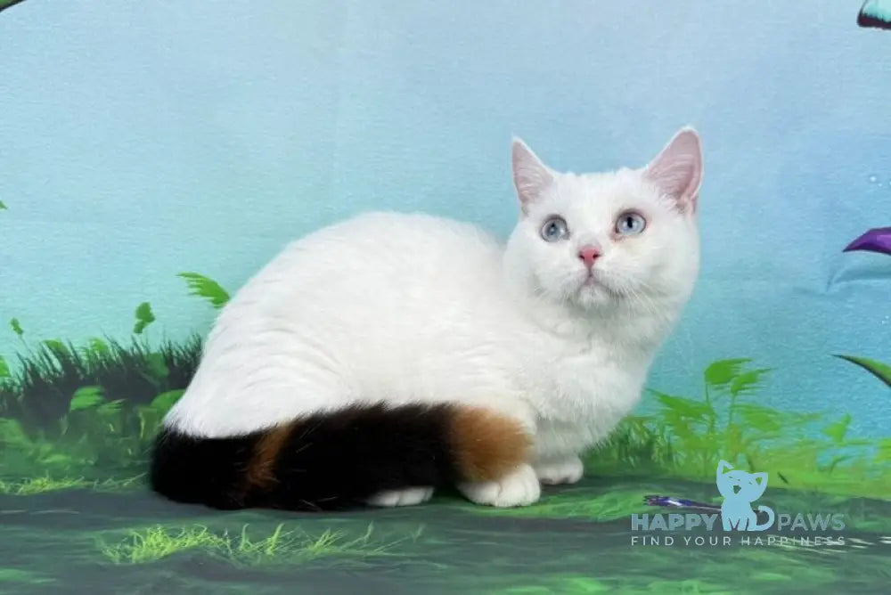 Xaviya Munchkin female black tortie van live animals