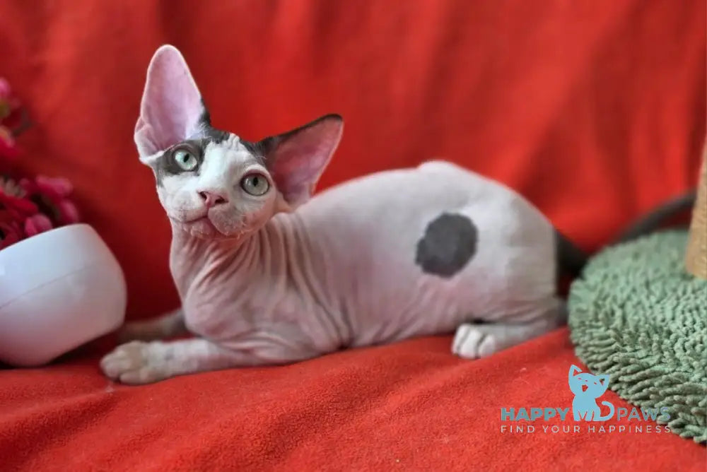 Xcaret Devon Rex male chocolate van live animals