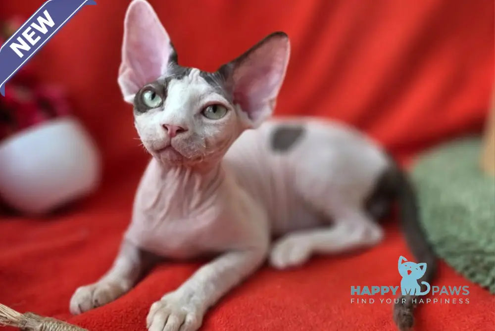Xcaret Devon Rex male chocolate van live animals