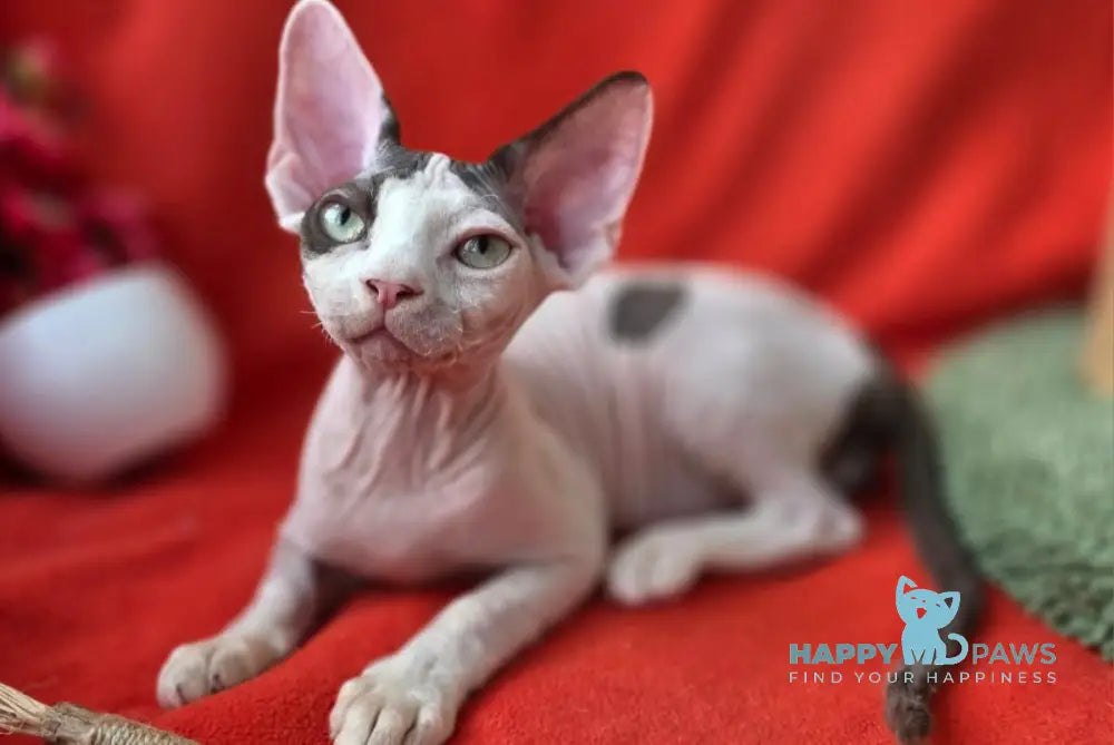 Xcaret Devon Rex male chocolate van live animals