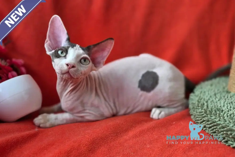 Xcaret Devon Rex male chocolate van live animals