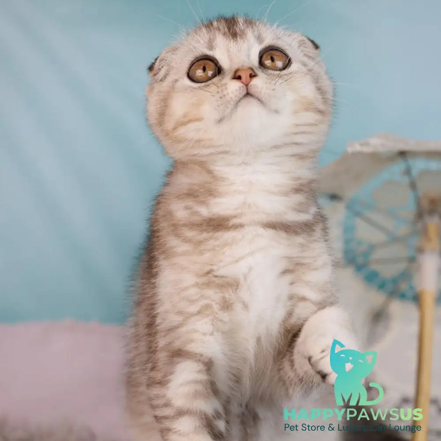 Xclusive Scottish Fold male black silver shaded - live animals
