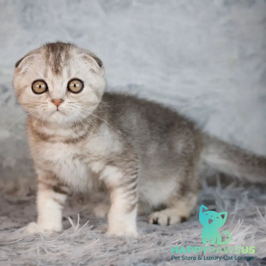 Xclusive Scottish Fold male black silver shaded - live animals
