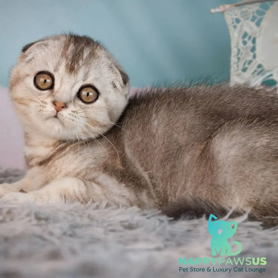 Xclusive Scottish Fold male black silver shaded - live animals