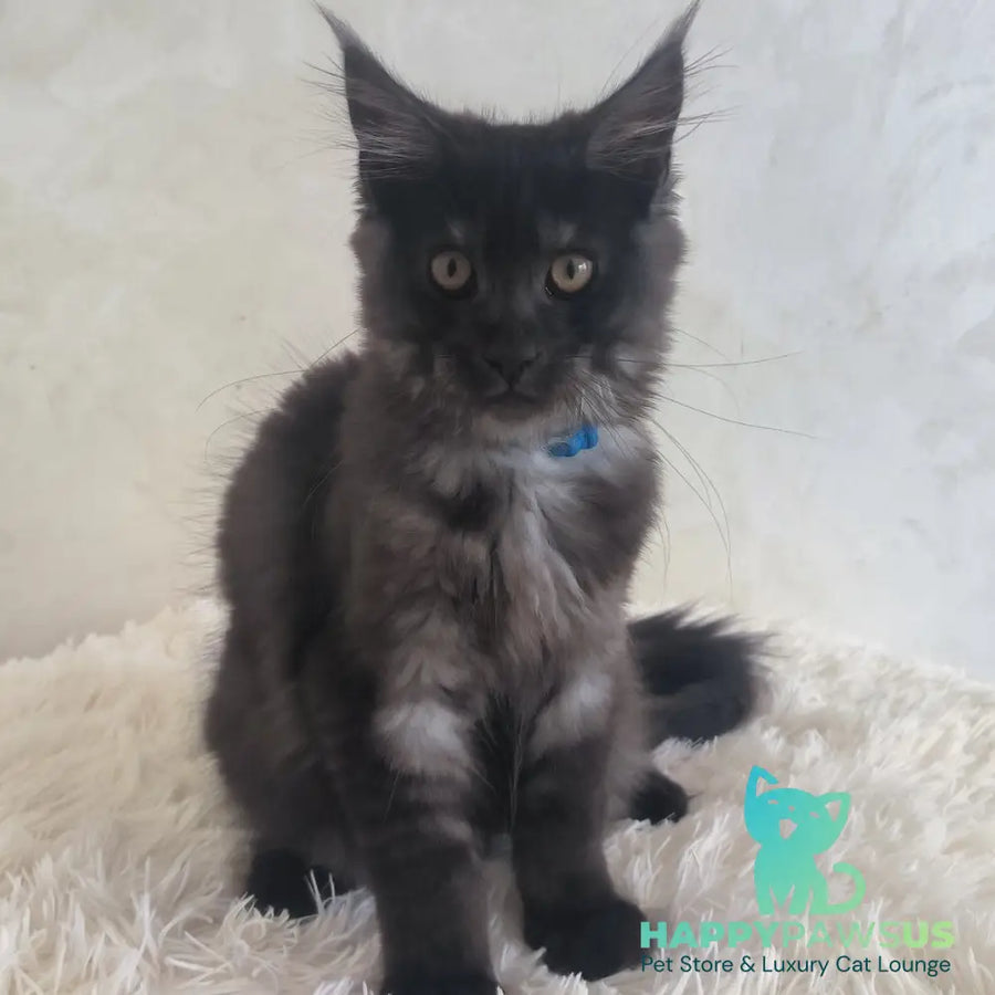 Xelius Maine Coon male black silver - live animals
