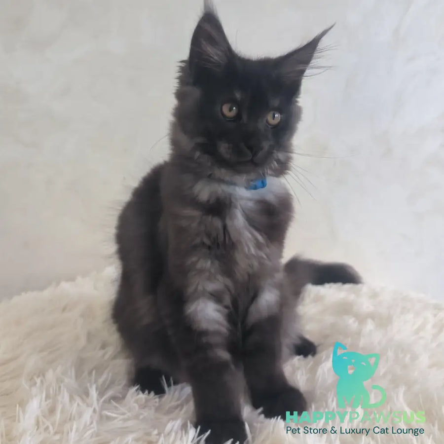 Xelius Maine Coon male black silver - live animals