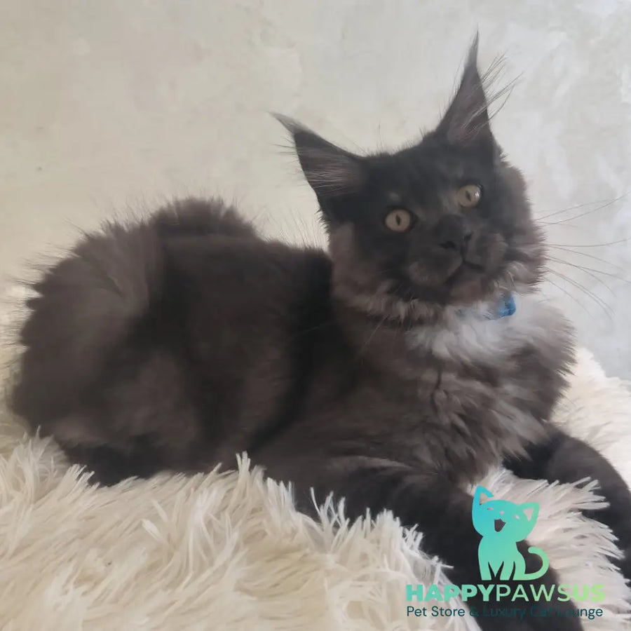Xelius Maine Coon male black silver - live animals
