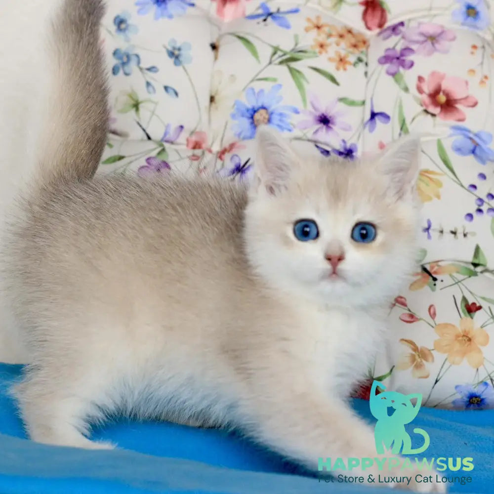 Xena British Shorthair female blue golden chinchilla - live animals