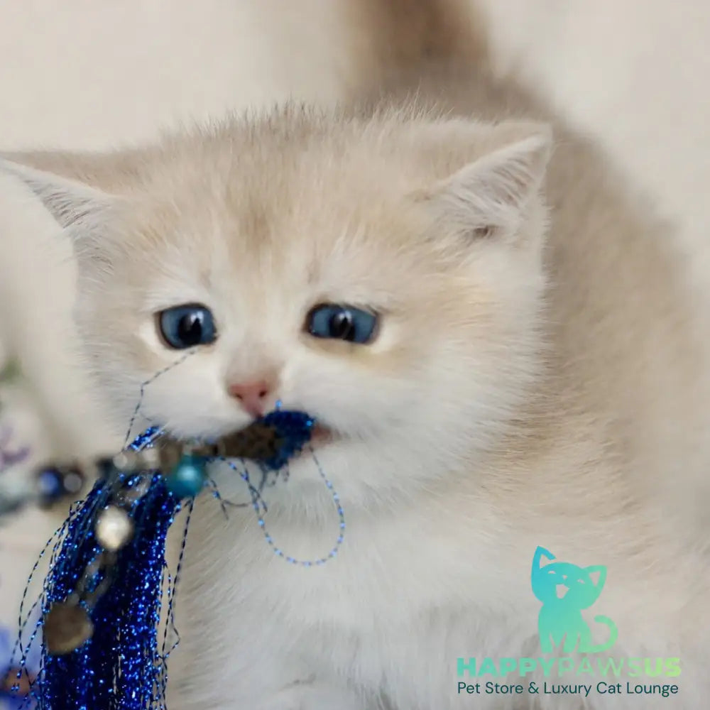 Xena British Shorthair female blue golden chinchilla - live animals