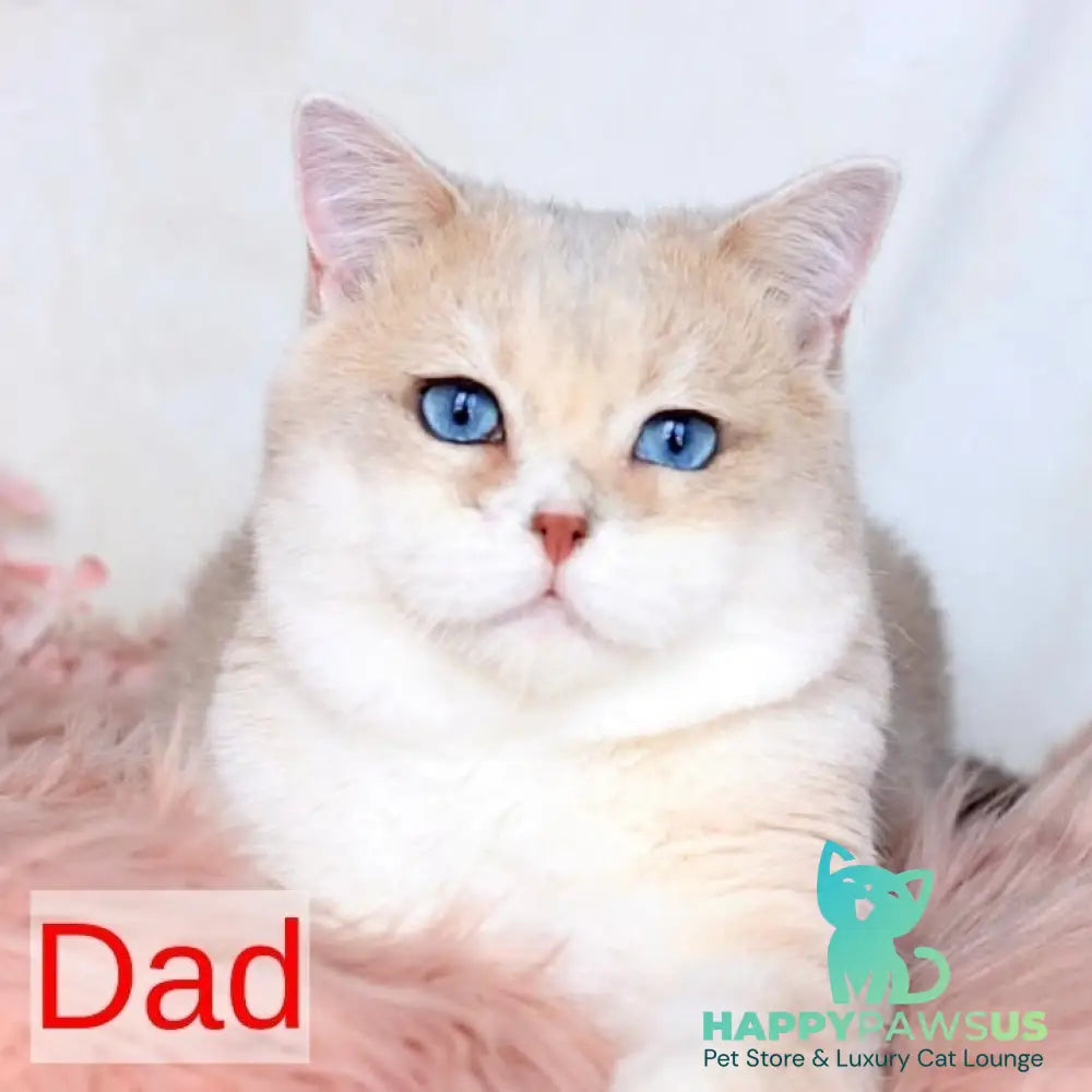 Xena British Shorthair female blue golden chinchilla - live animals
