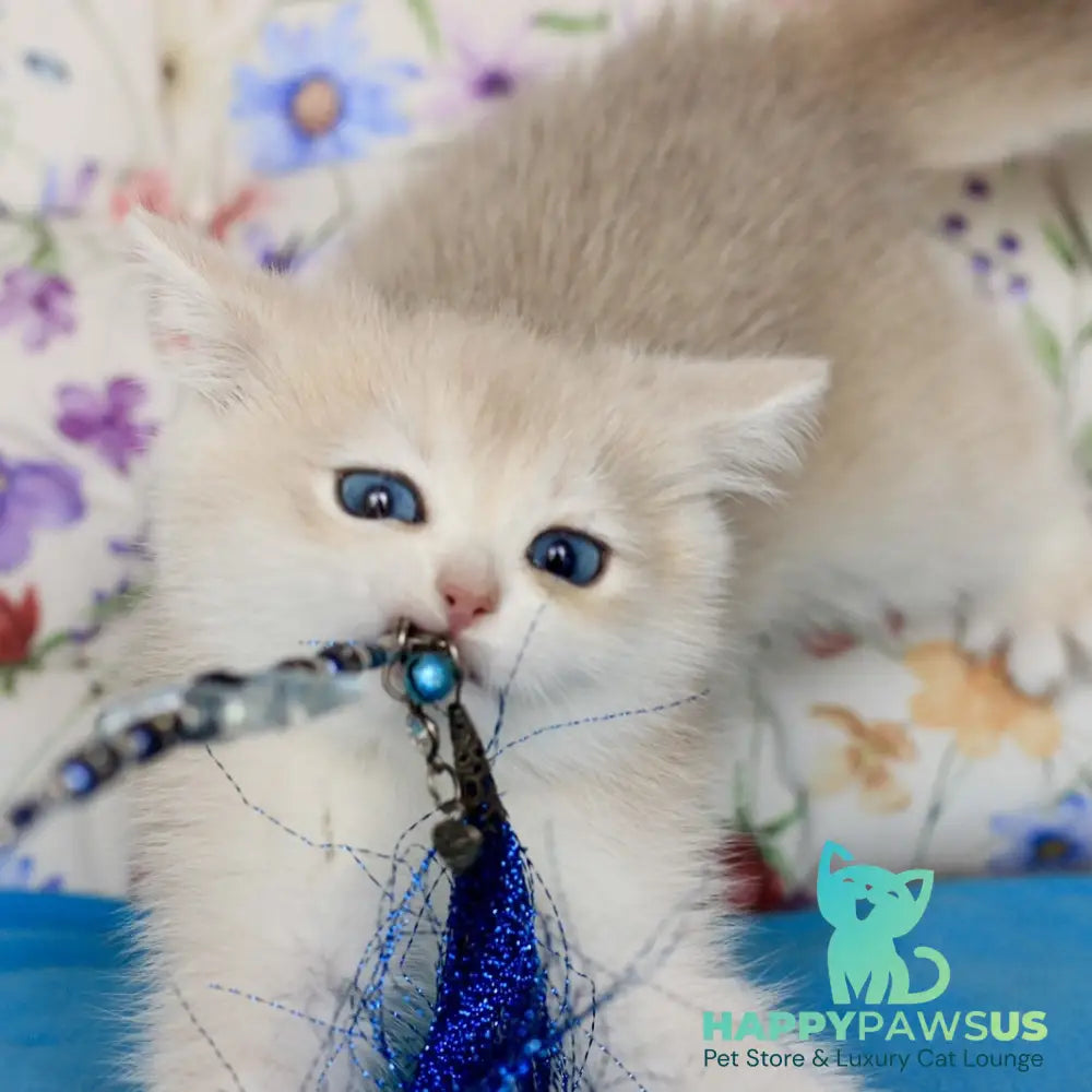 Xena British Shorthair female blue golden chinchilla - live animals