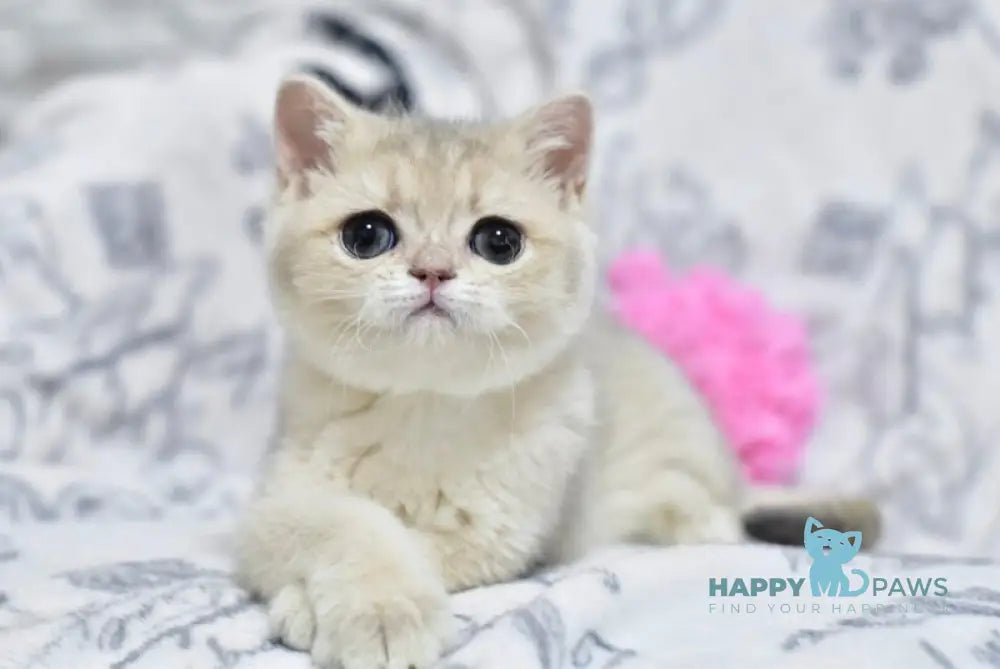 Xena British Shorthair female blue golden shaded live animals