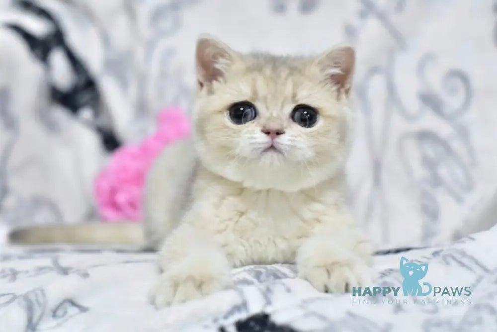 Xena British Shorthair female blue golden shaded live animals