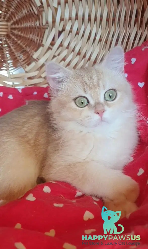 Xena British Shorthair female lilac golden chinchilla - live animals