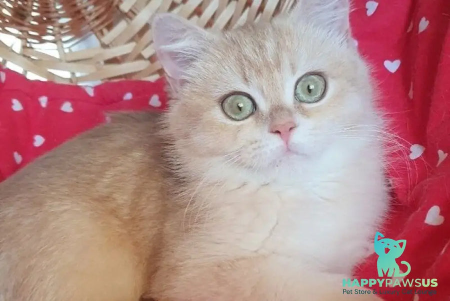 Xena British Shorthair female lilac golden chinchilla - live animals