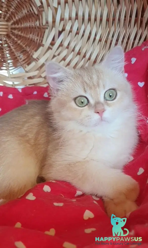 Xena British Shorthair female lilac golden chinchilla - live animals