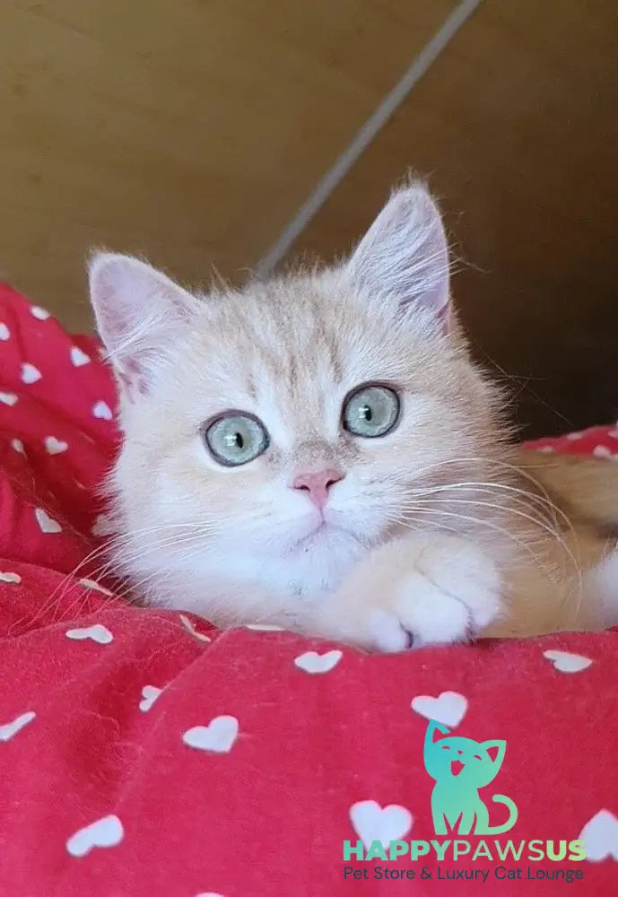 Xena British Shorthair female lilac golden chinchilla - live animals