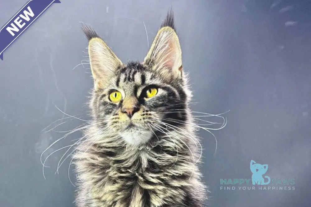 Xena Maine Coon female black tabby live animals