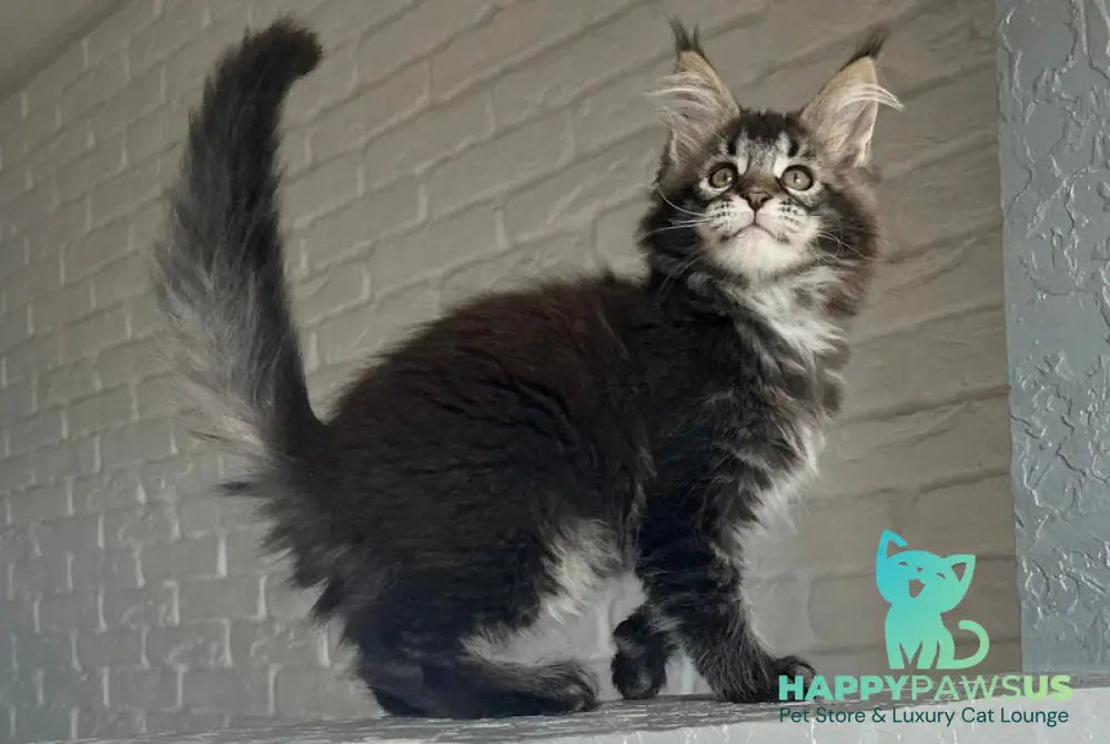 Xena Maine Coon polydactyl female black ticked tabby - live animals