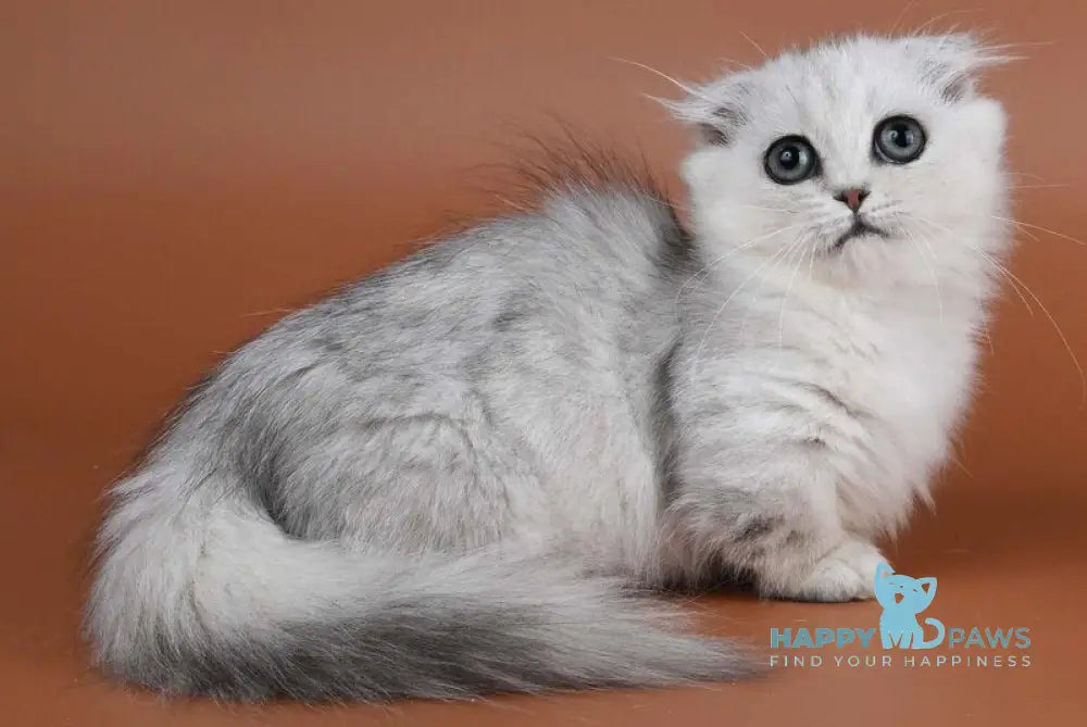 Xena Munchkin female black silver shaded live animals