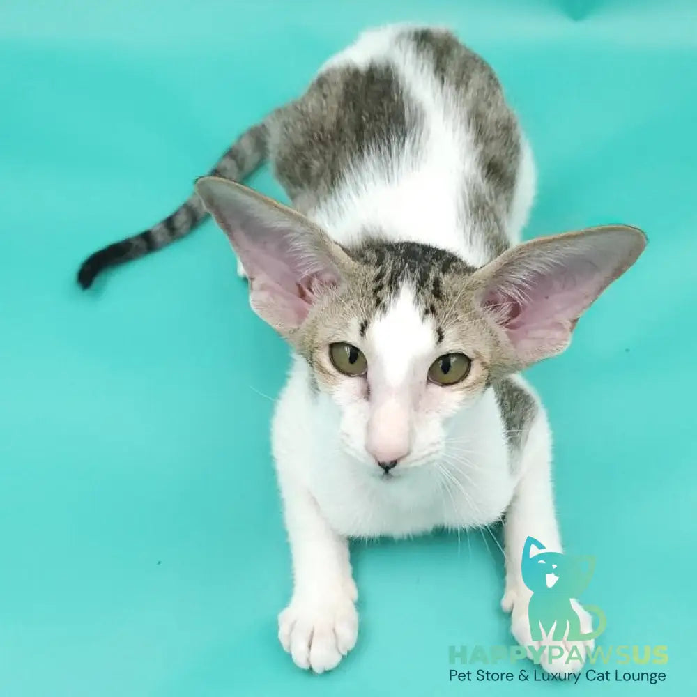 Xena Oriental Shorthair female black spotted tabby harlequin - live animals