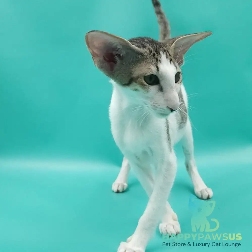Xena Oriental Shorthair female black spotted tabby harlequin - live animals