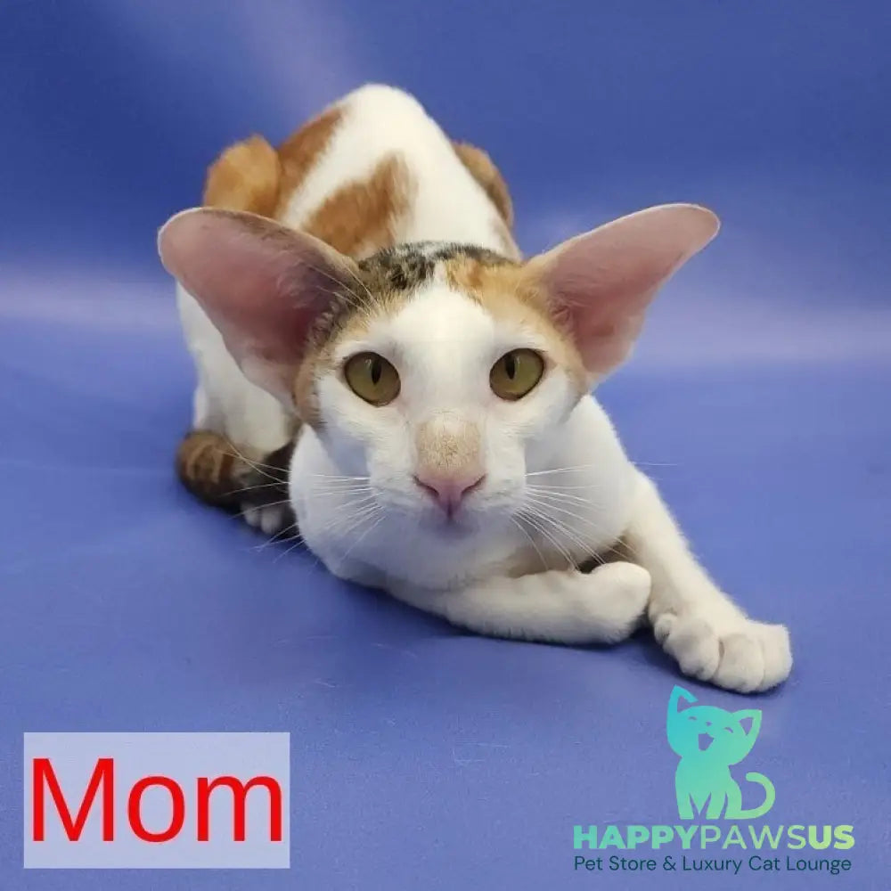Xena Oriental Shorthair female black spotted tabby harlequin - live animals