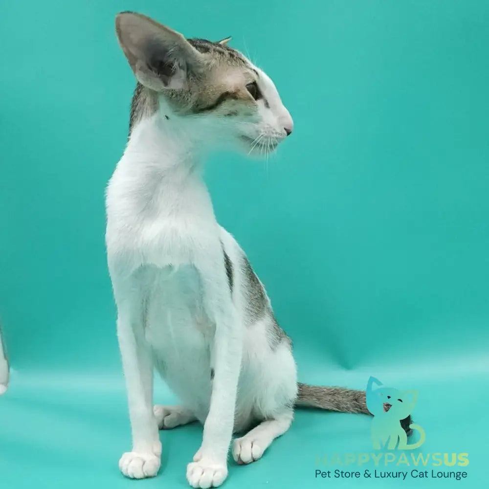 Xena Oriental Shorthair female black spotted tabby harlequin - live animals