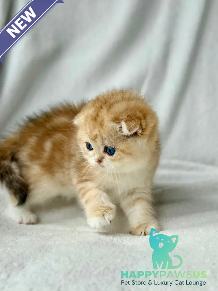Xena Scottish Fold female black golden tabby - live animals
