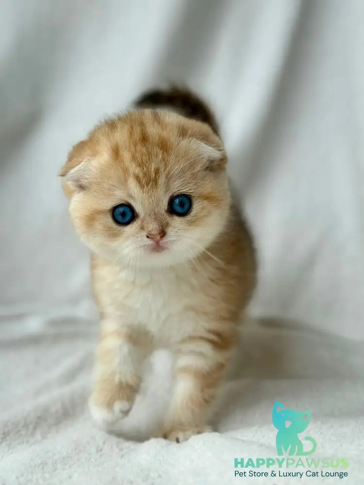 Xena Scottish Fold female black golden tabby - live animals