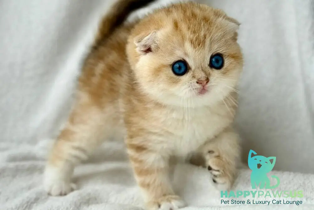 Xena Scottish Fold female black golden tabby - live animals