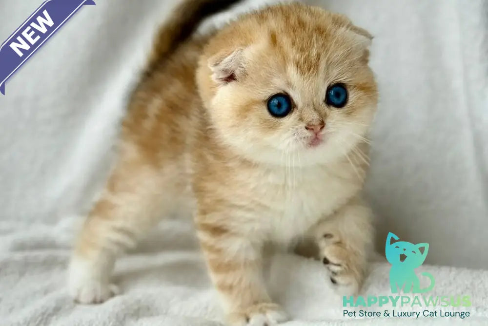 Xena Scottish Fold female black golden tabby - live animals